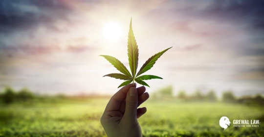 A woman's hand holding a cannabis leaf with a field and the sun in the background.