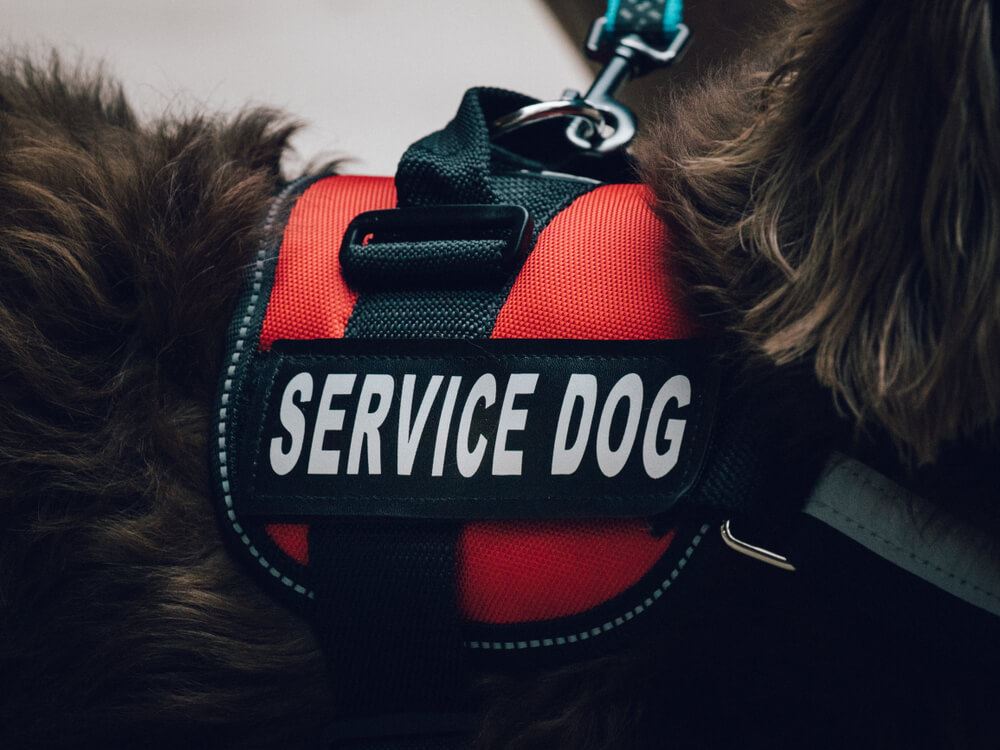 What Questions Can You Ask About Service Animals?